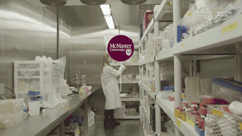 맥마스터-대학교